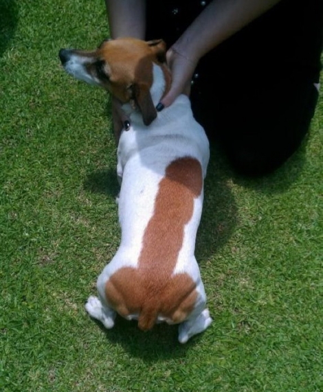 Jack Russell with a dick on its back